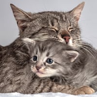 Glucosamine For Cats: What You Need To Know, Uses, And Precautions