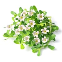 Believe In Brahmi For Amazing Health Benefits