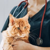 Feline Immunodeficiency Virus: Causes, Symptoms And Prevention Of This Cat Disease