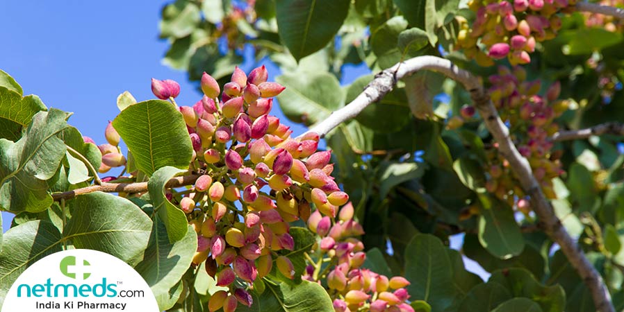 pista tree