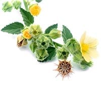Bala / Sida Cordifolia: Health Benefits, Uses, Dosage And Side Effects Of This Powerful Herb