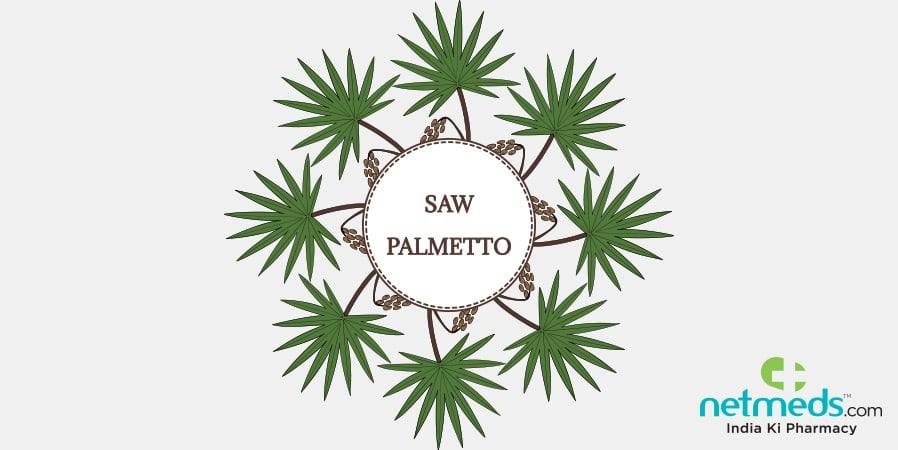 Saw Palmetto