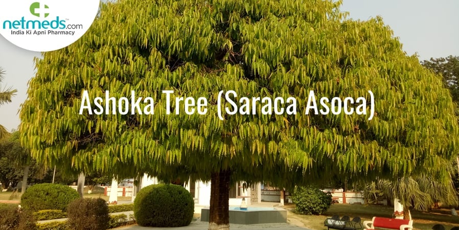 ashoka tree