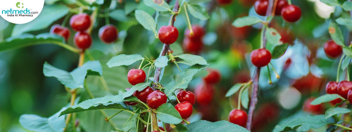 Tart Cherry