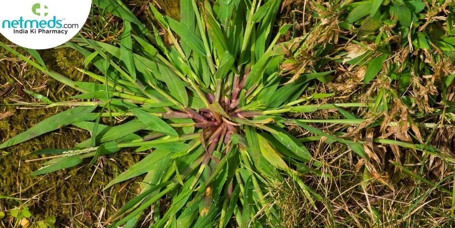 crabgrass millet