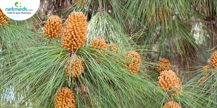 Chir Pine tree