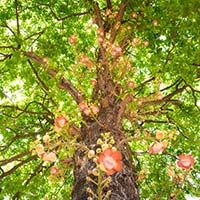 Sal Tree: Benefits, Uses, Formulation, Ingredients, Dosage And Side Effects