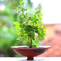 Tulsi - Immune Booster For This Monsoon Season