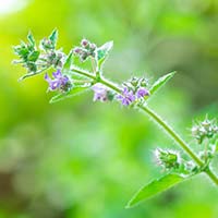 Jatamansi/Spikenard: 5 Incredible Wellness Incentives Of This Ayurvedic Root