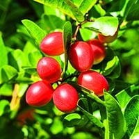 Miracle Fruit/Miracle Berry: Health Benefits, Uses, Natural Sweetener and Side Effects