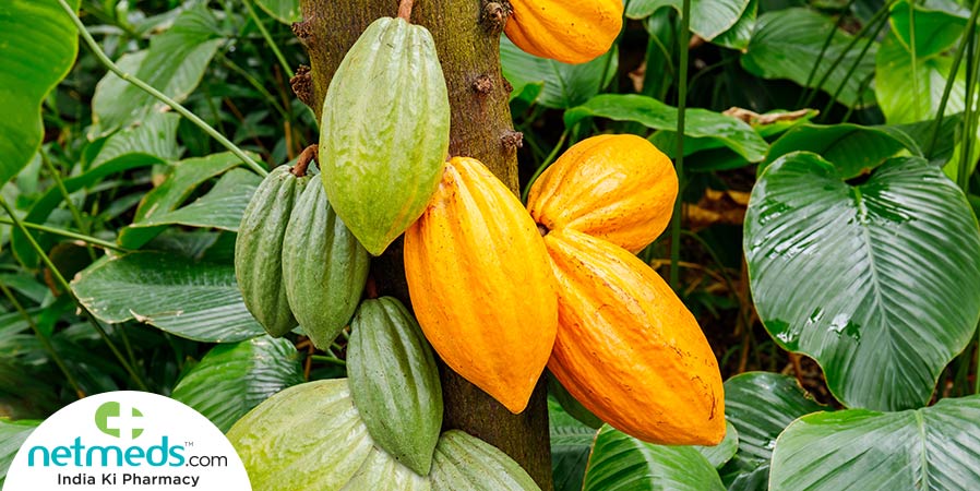 Cacao Tree