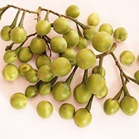 Turkey Berry/Sundakkai: Surprising Health Benefits Of The Solanum Torvum Plant