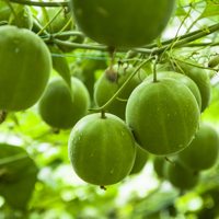 Monk fruit/Lo Han Guo: Health Benefits, Uses  And Easy Recipe Of This Tiny Melon