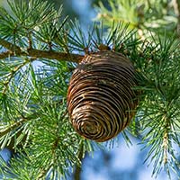 Deodar: Benefits, Uses, Formulation, Ingredients, Dosage And Side Effects