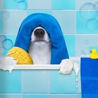 Dog Hygiene: 5 Common Myths Around Pet Bathing, Reasons To Give A Bath To Your Furry friend