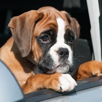 Puppy Proofing: Protect Your Pet From These 5 Potential Life Threatening Dangers