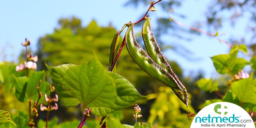 Adzuki bean plant