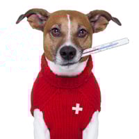 Canine Influenza: Prevention, Diagnosis, and Treatment Of This Doggy Disease