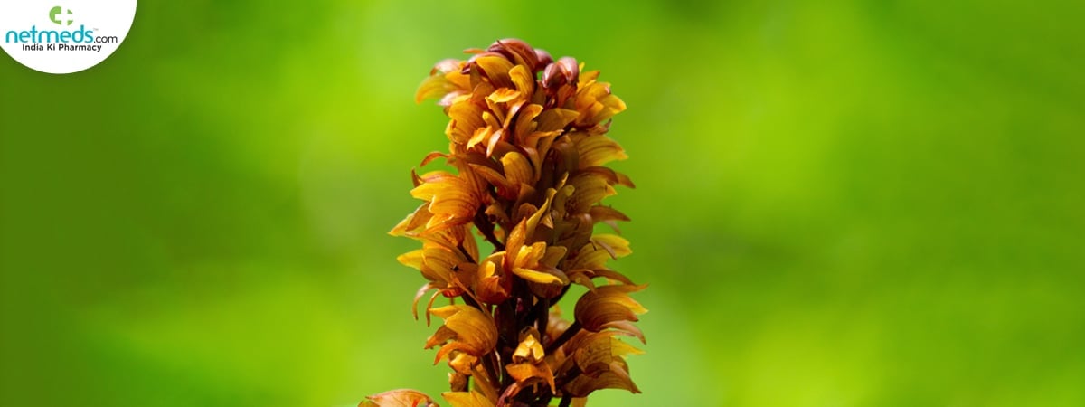 jivaka health benefits
