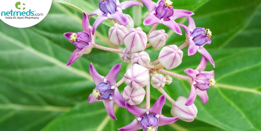calotropis