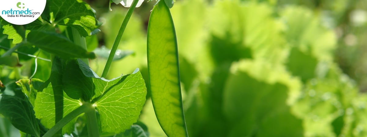 snow pea plant