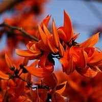 Palash/Butea Monosperma: Health Benefits, Uses In Ayurveda, Dosage, Side Effects