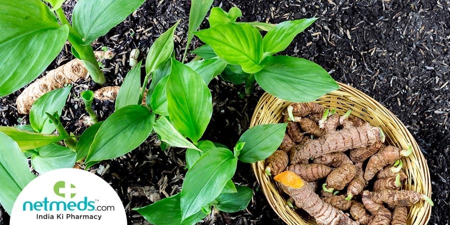 Haldi Plants
