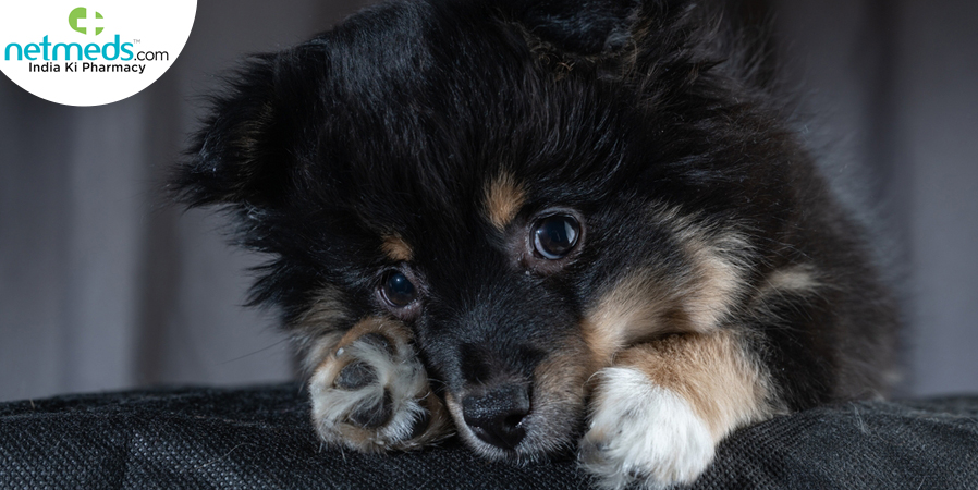 Anxious pet