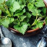 Nettle Leaf: Know More About The Surprising Wellness Benefits of This Stinging Plant - Easy Recipes Inside