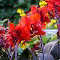 Canna Lily Plant: Health Benefits, Uses, And Skincare Recipe for Glowing Skin