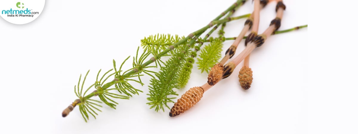 equisetum health benefits
