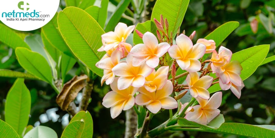 Champa/Plumeria Rubra