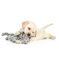 Pet Nail Health: Best Supplements For Stronger, Healthier Nails In Dogs And Cats