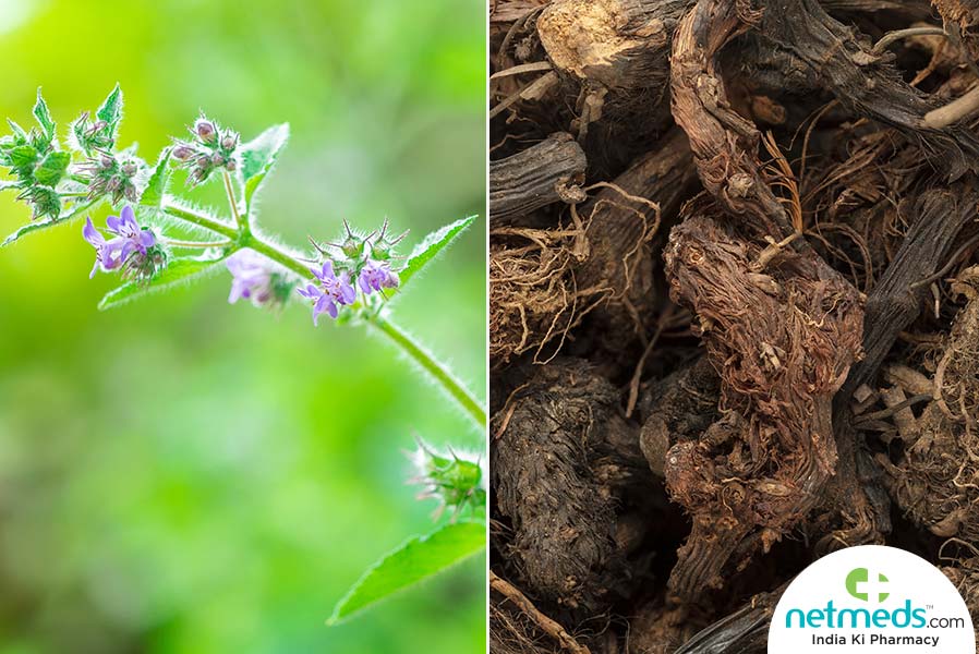 Jatamansi health benefits