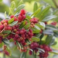 Bayberry/Kaphal: Nutrition, Health Benefits And Recipe Of This Wild Summer Fruit