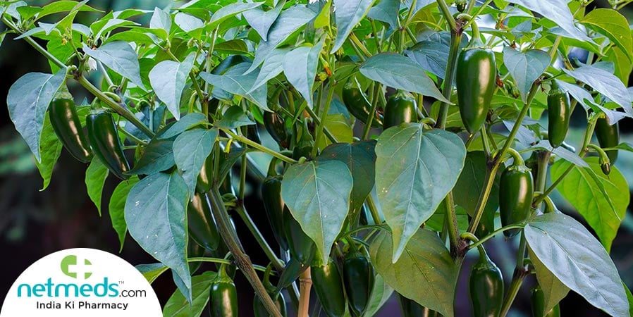 Jalapeno Plant