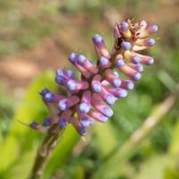 Gambhari/ Gmelina arborea: Benefits, Uses, Indications, Doshas, Dosage, Side Effects And Precautions