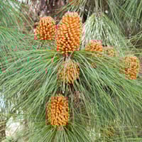 Pine Bark Extracts For Hair: Benefits, Uses, And Precautions