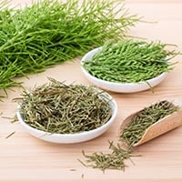 Equisetum: Amazing Curative Benefits of The Horsetail Herb