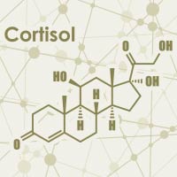 Cortisol: Structure, Crucial Functions, Adverse Effects