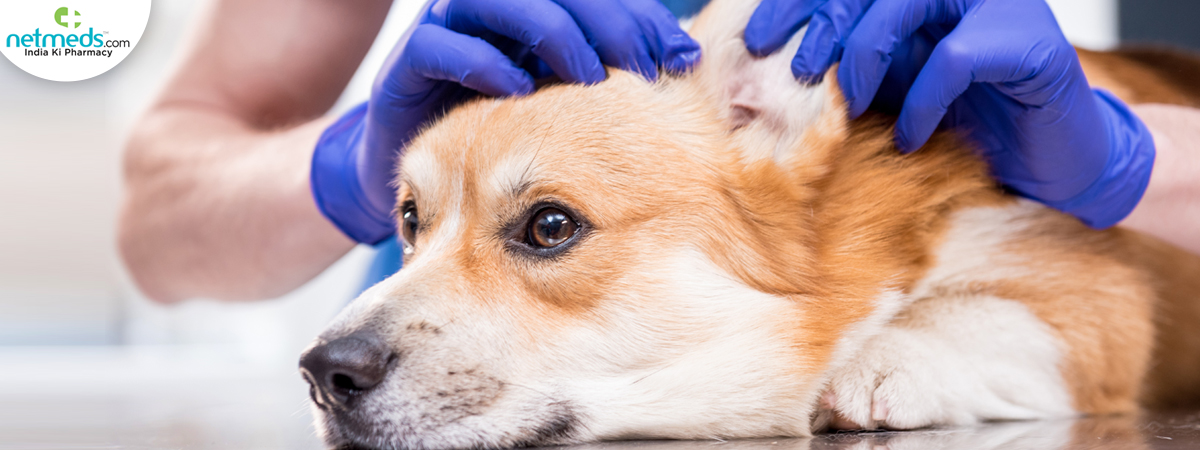 Canine ear infection