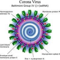 Coronavirus: Causes, Symptoms And Treatment