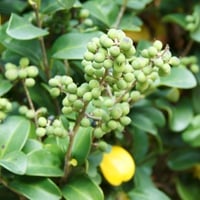 Lakshadi Guggullu: Uses, Medicinal Properties, Dosage, Precautions and Side effects