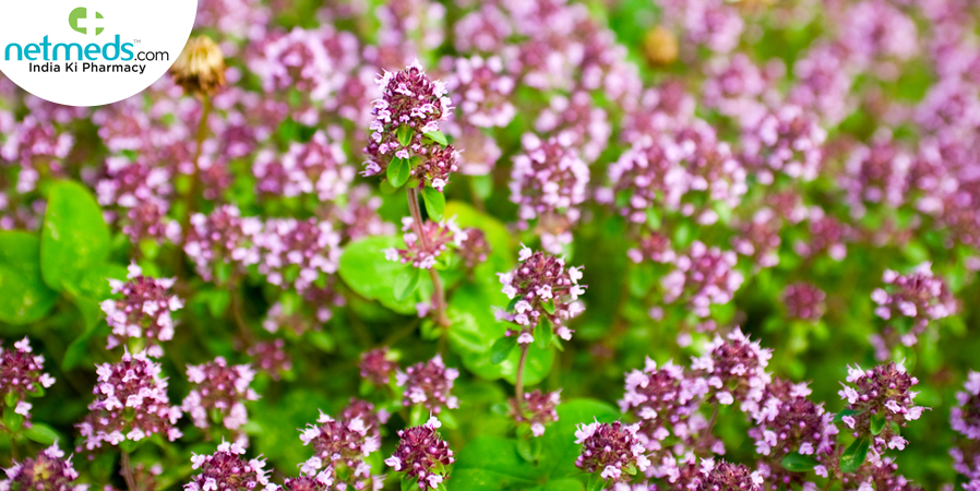 Marjoram