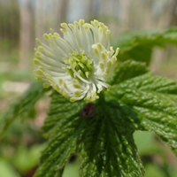 Goldenseal/Goldenroot: Health Benefits, Uses, And Side Effects Of This Holistic Herb