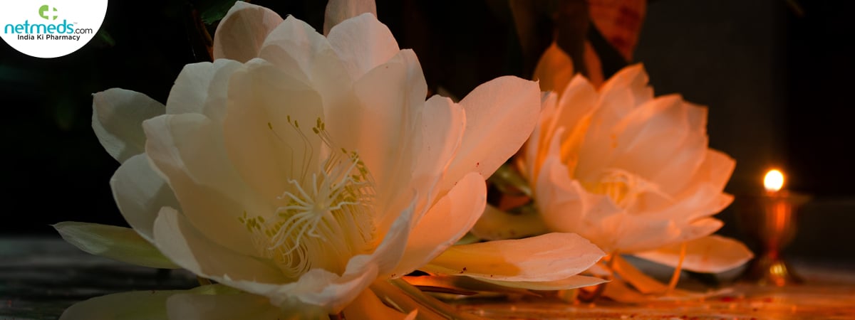 Brahma kamal