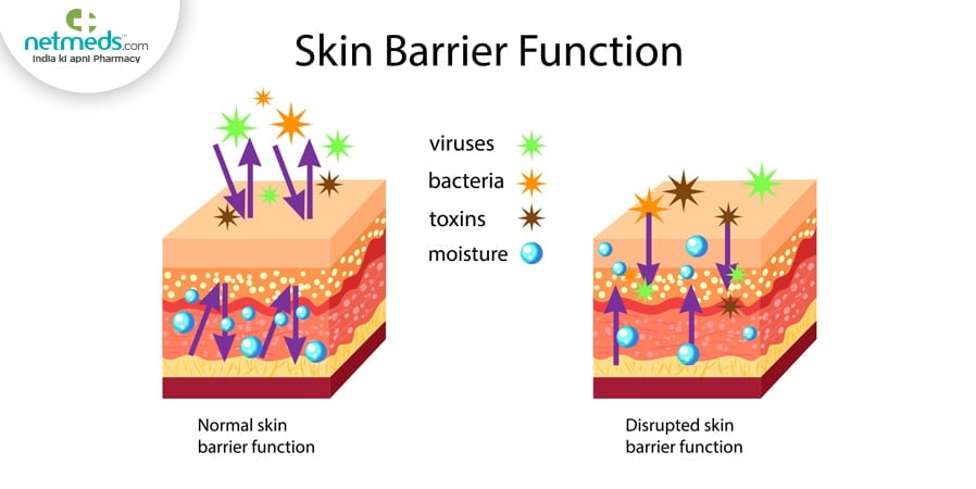 Skin Barrier Function