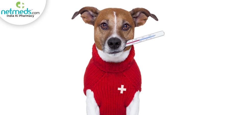 Canine fever