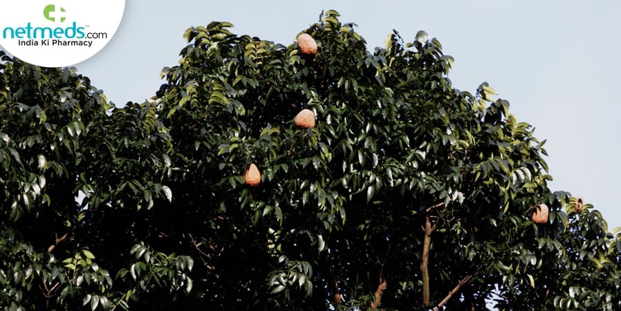main tree