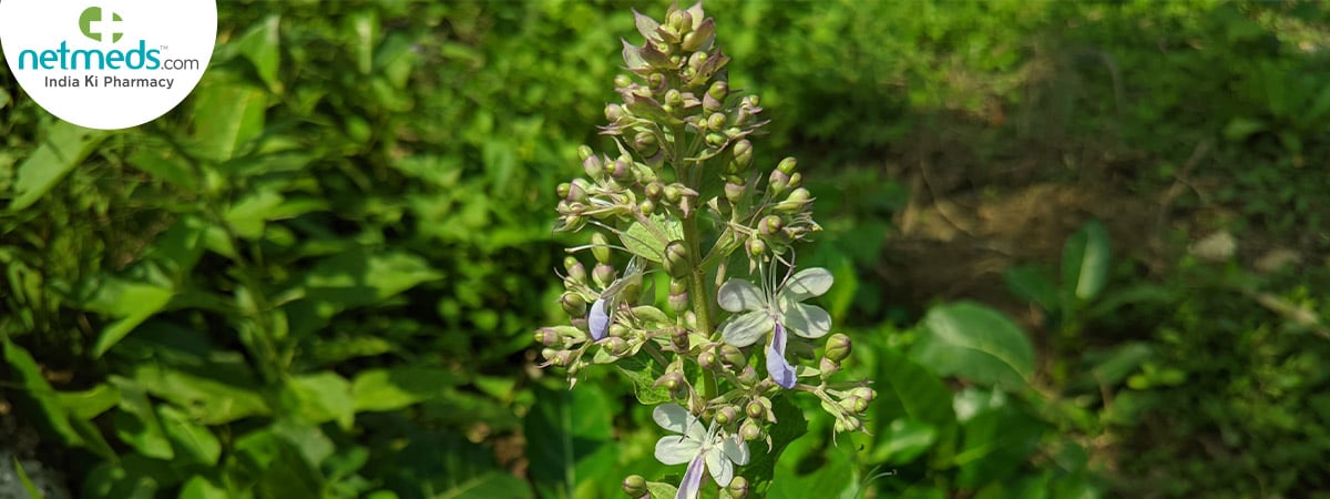 bharangi